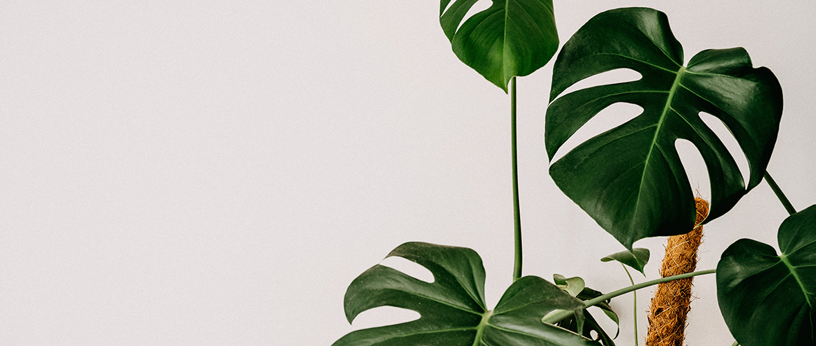 Monstera Blätter Struktur und Pflege für beeindruckende Größe